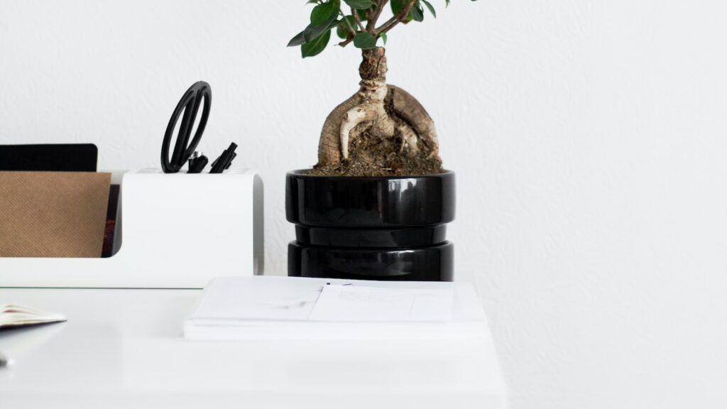 Como cuidar de um bonsai Tuia ouro?