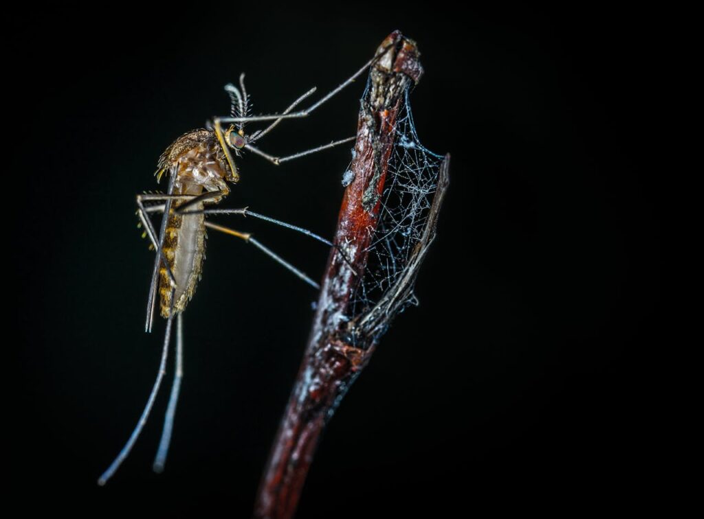 sequelas que a dengue pode causar